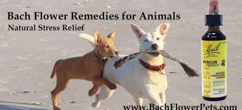 Bach Rescue Remedy for PETS
