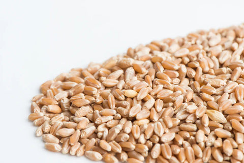 Mumm's Sprouting Seeds Wheat Berries 300g